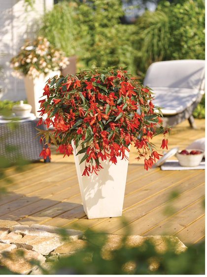 Bonaparte Rot