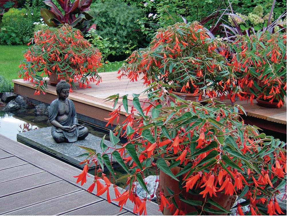 Hängebegonien mit orangeroten Blüten in Töpfen auf einer Holzterrasse am Teich