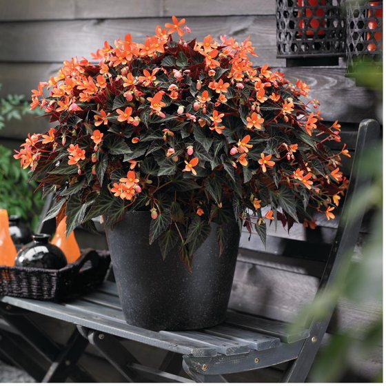Glowing Embers Orange