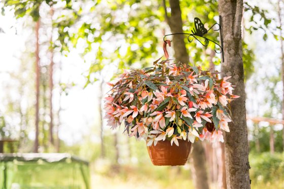 Hängeampel mit lachsfarbenen Begonien unter einem Baum