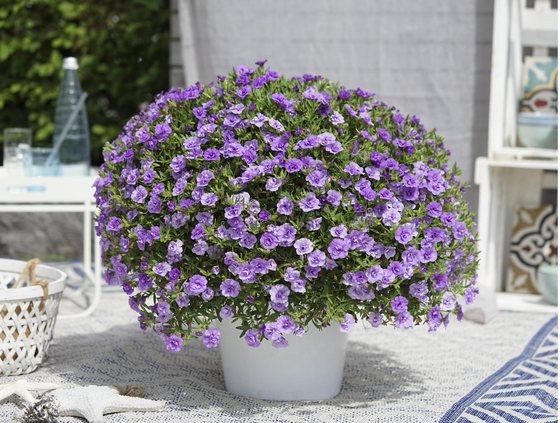 Neo Double Light Blue