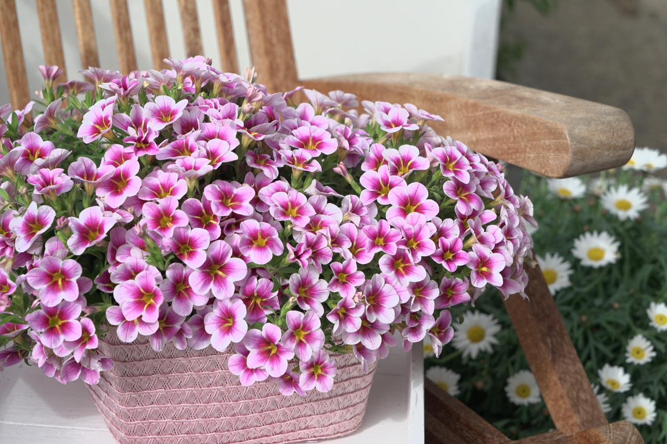 Üppig blühende Ampel mit pinkfarbenen Zauberglöckchen auf einer Gartenbank