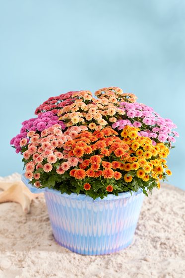 Bunte Mischung in vielen Farben