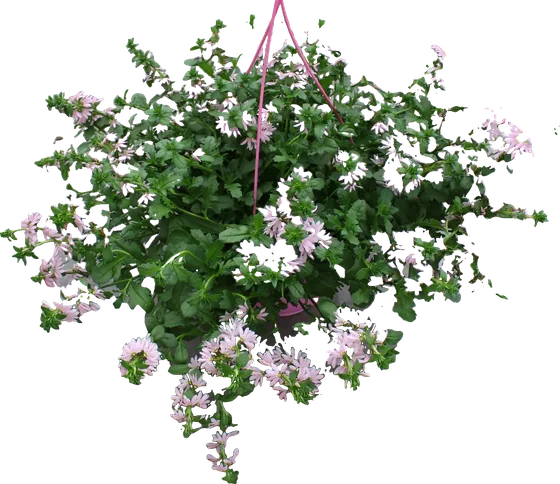 Ampel in Rosa