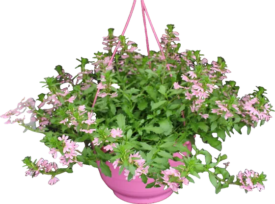 Ampel in Rosa, kompakte Sorte