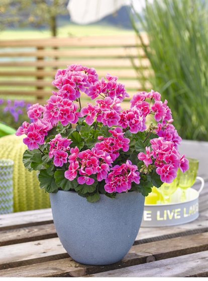 Castello Raiko Lavender Eye