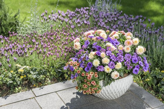 Kombination mit Dahlien in Apricot und Violett