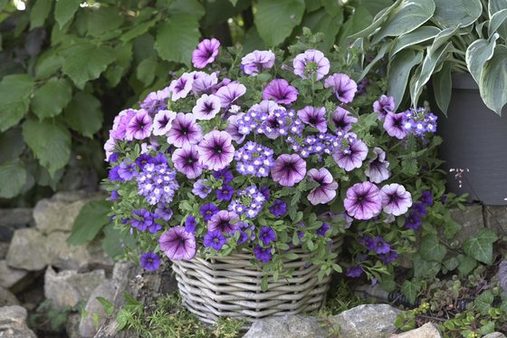 Ampel mit einer Mischung aus violetten, gelben und weißen Blüten