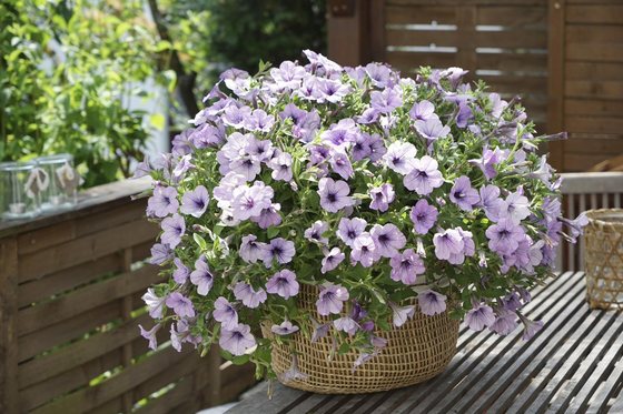 Korb mit hellvioletten Petunien auf einer Terrasse