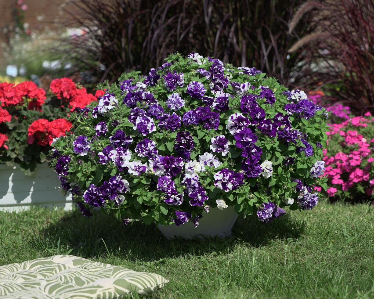 Kübel mit violett und weiß gesprenkelten Petunien vor einer Gartenbank
