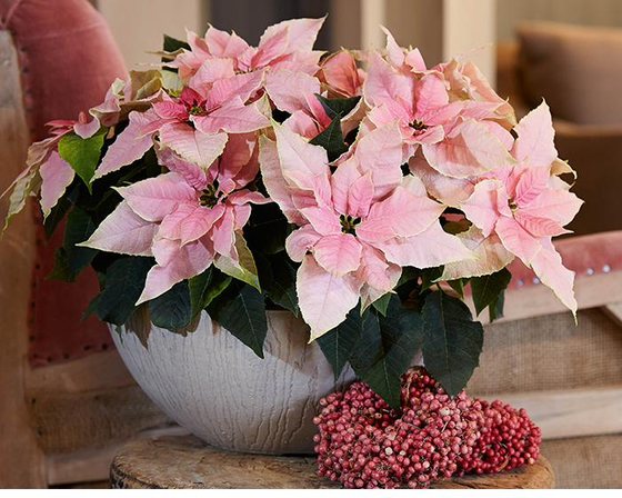 Rosa Princettia mit hellen Hochblättern in einer Schale