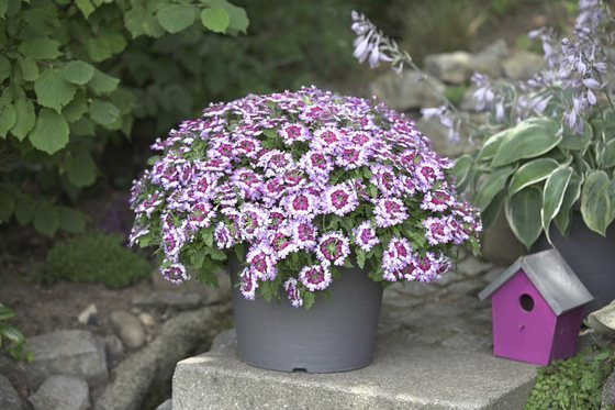 Lascar Bebop Lavender