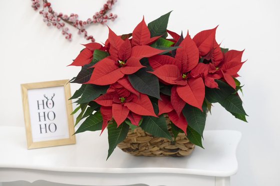 Christmas Flair