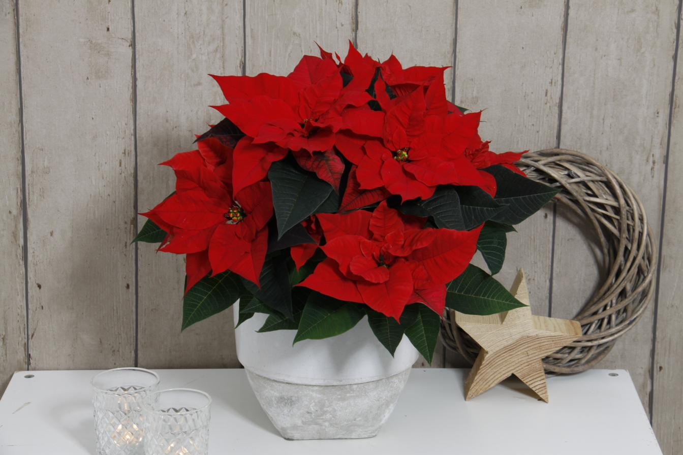 Roter Weihnachtsstern in einem Steintopf mit weihnachtlicher Dekoration