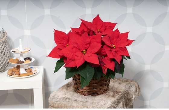 Christmas Universe in der Schale