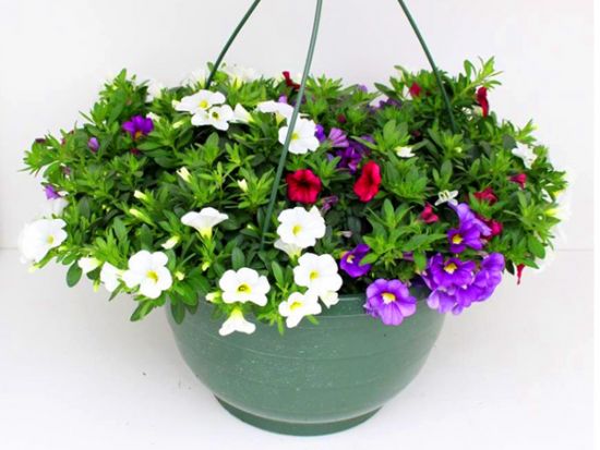 Ampelpflanzen Niederrhein Gärtner