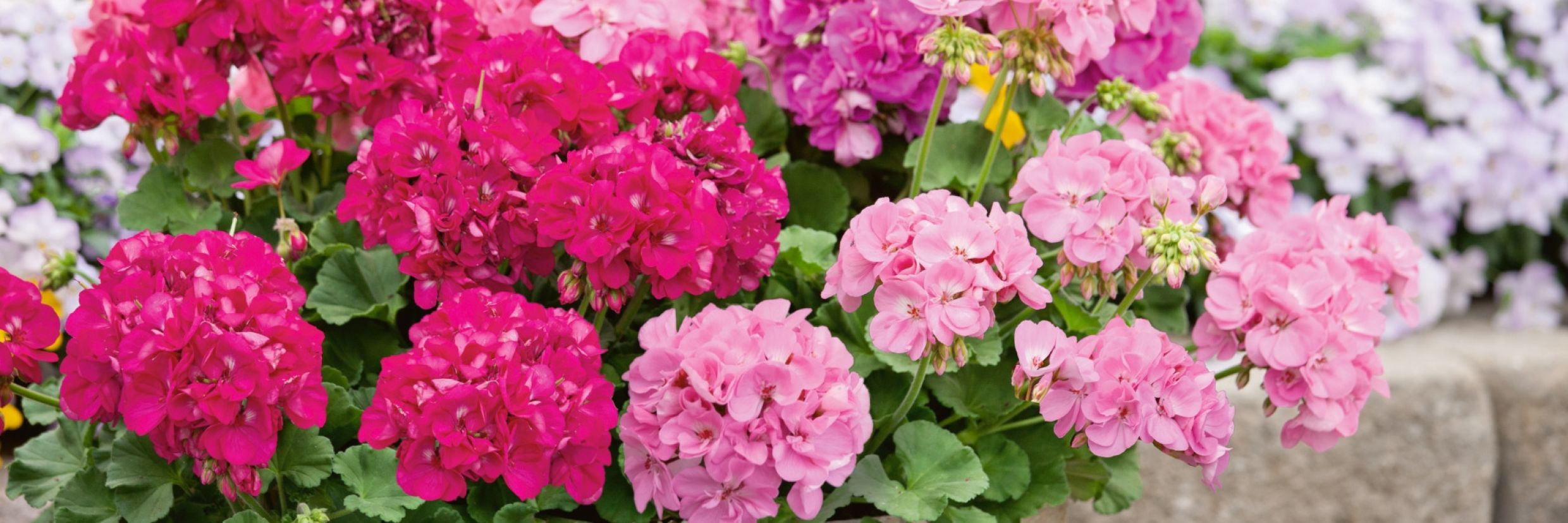 Pelargonium zonale Niederrhein Gärtner