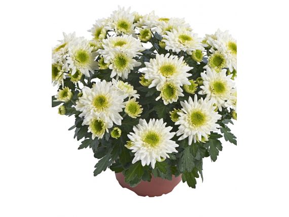 Chrysanthemum Melody Picnic T12 & T 14