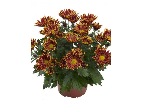 Chrysanthemum Melody Sawadee T12 & T 14